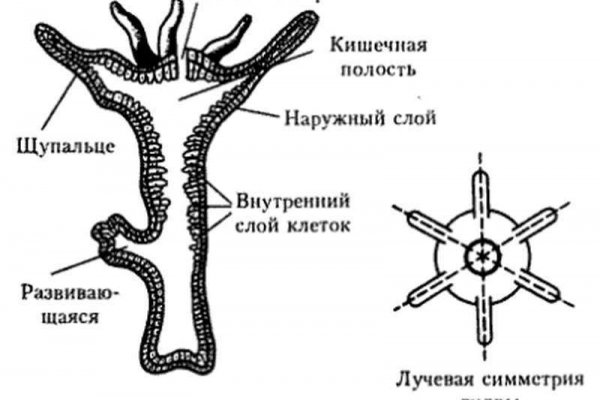 Kraken магазин