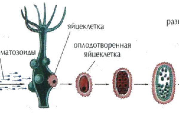 Какая ссылка у кракена